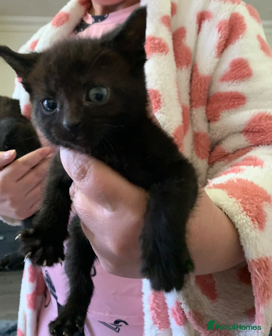 Mixed Breed cats for sale: Kittens  in London - Advert 3