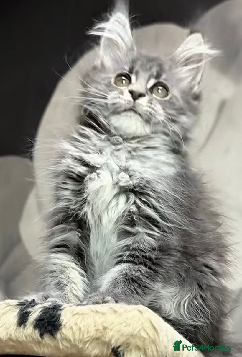 Maine Coon cats Male Stunning xl Maine coon kittens - Advert 1