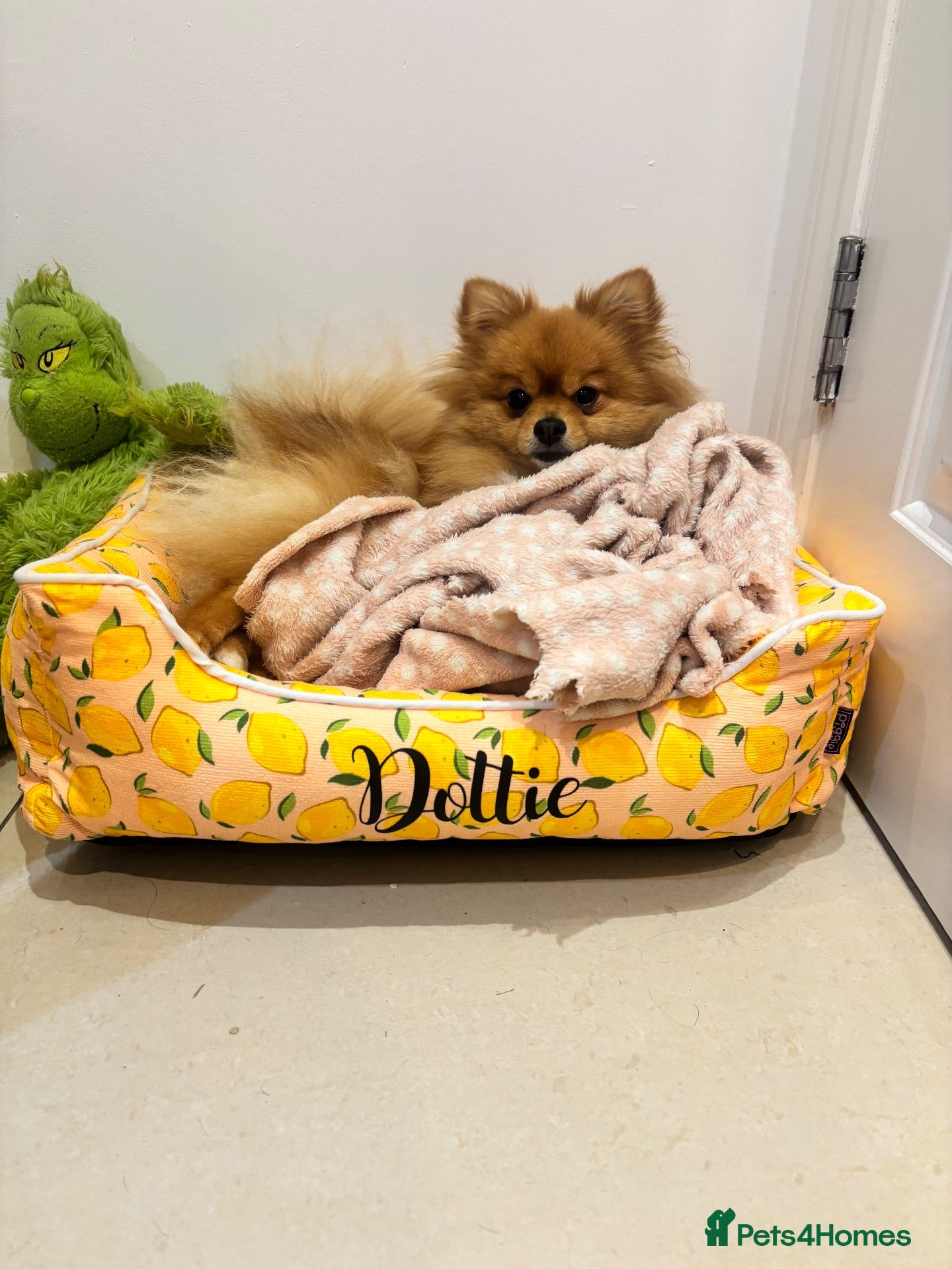 Pomeranian dogs Chloe  - Advert 2