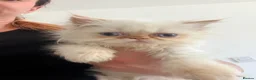Persian cats for sale: Exotic long haired Persian kittens  in Bolton - Advert 6