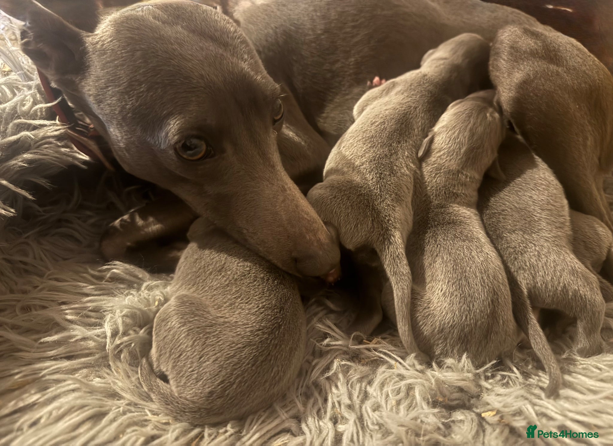 Whippet dogs for sale: 💙 Stunning KC Registered Blue Whippet Puppies  - Advert 24