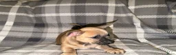 Mixed Breed dogs for sale: READY NOW French Bull dog cross Chihuahua puppies  - Advert 23