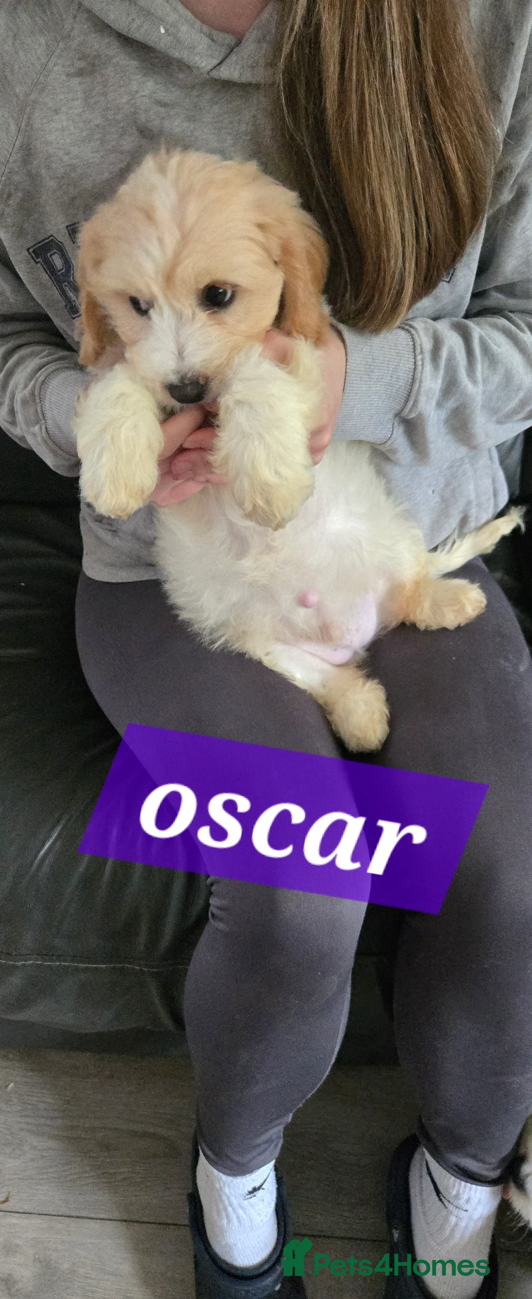 Cavachon dogs for sale: Gorgeous Cavachon puppies - Advert 2