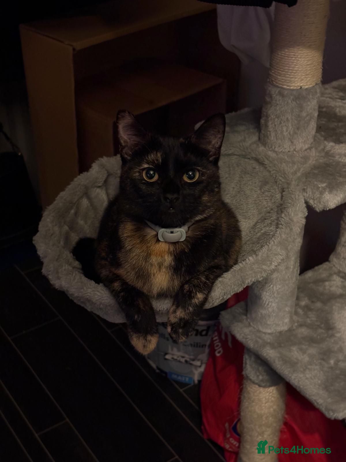 Mixed Breed cats for sale: Five beautiful kittens for sale. - Advert 2