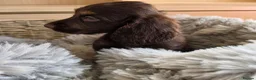 Cocker Spaniel dogs for sale: Working Type Cocker Spaniels - Advert 11