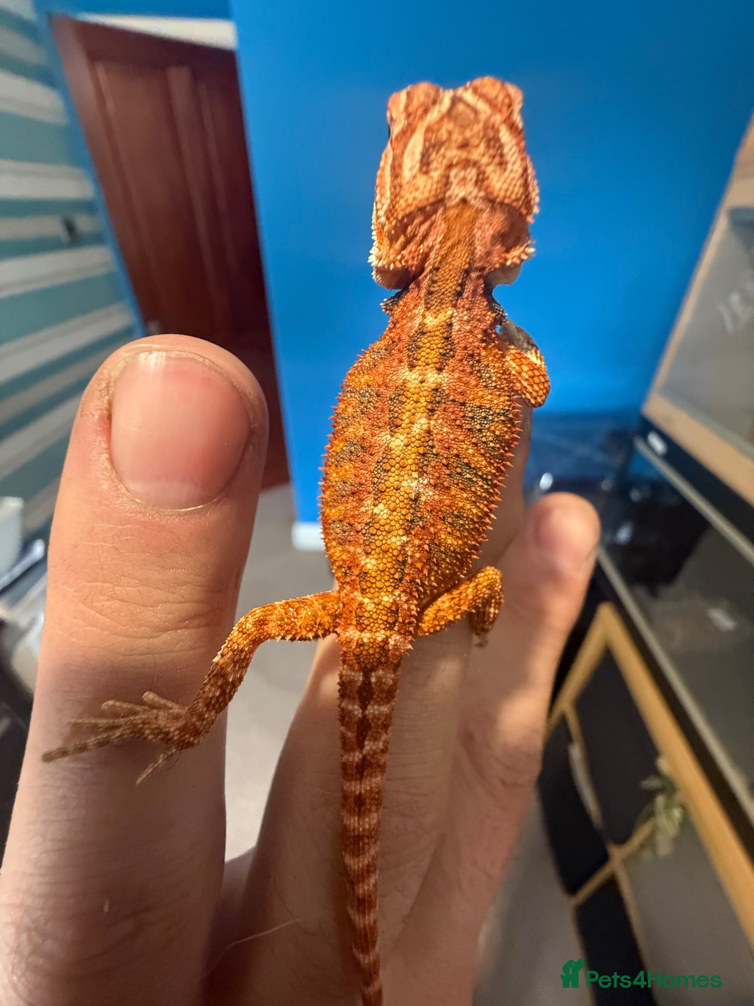 Bearded Dragon reptiles 💥💥💥Baby Dragons - back by popular demand 💥💥💥 - Advert 1