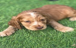 Cocker Spaniel dogs for sale: Pedigree-Show Type Cocker Spanial puppies  - Image 2