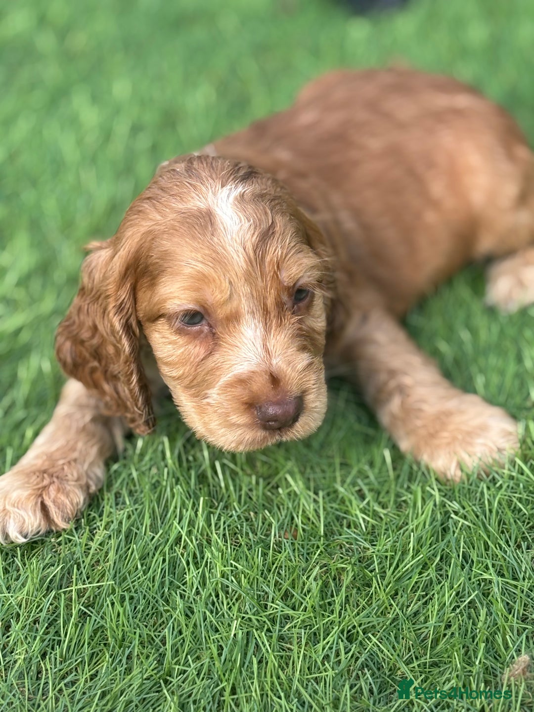 Cocker Spaniel dogs for sale: Pedigree-Show Type Cocker Spanial puppies  - Image 2