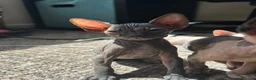 Sphynx cats for sale: 5 Canadian Sphynx kittens for sale - Advert 23