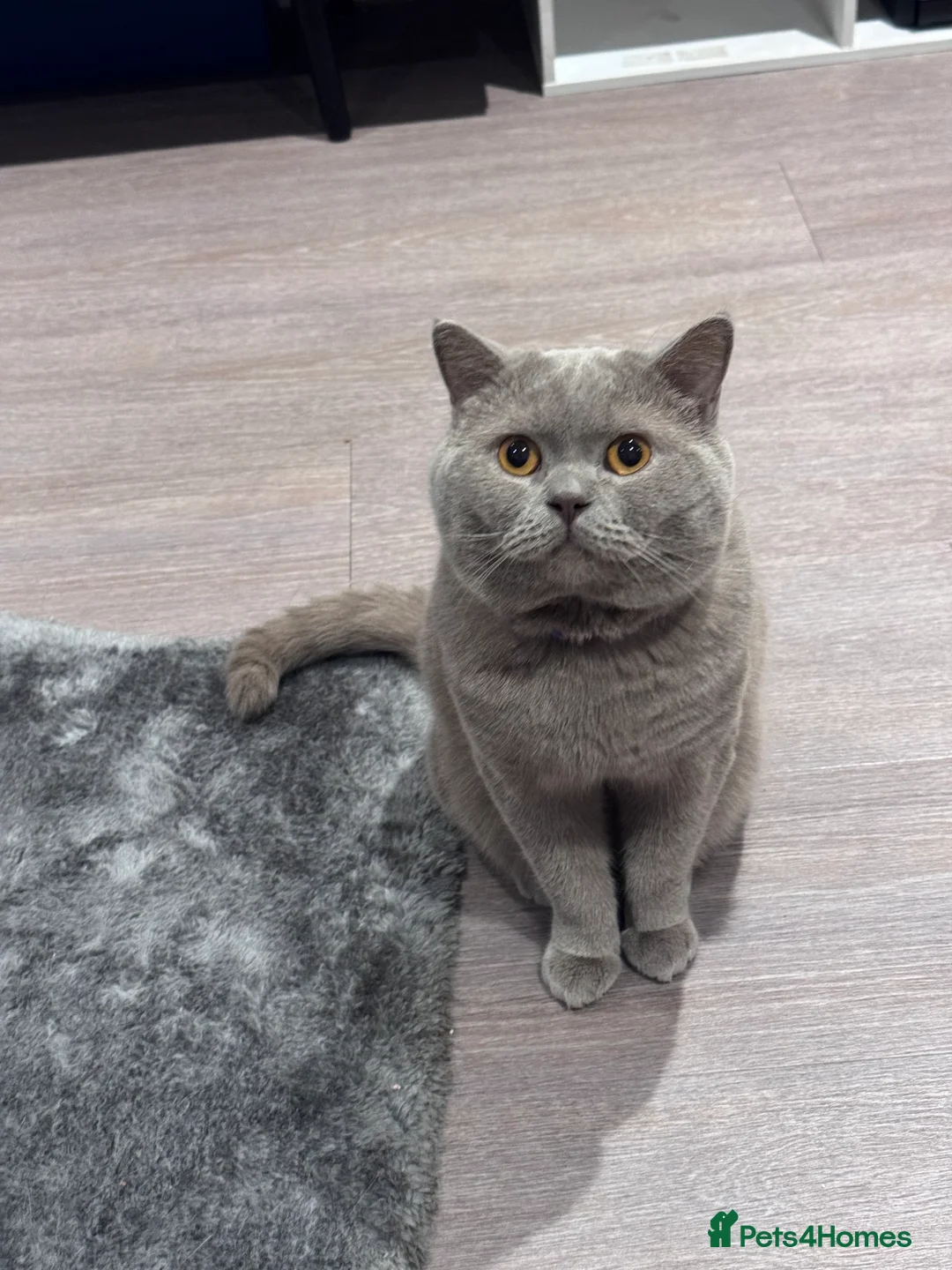 British Shorthair cats for sale: 2 BSH cat for sale - Advert 12