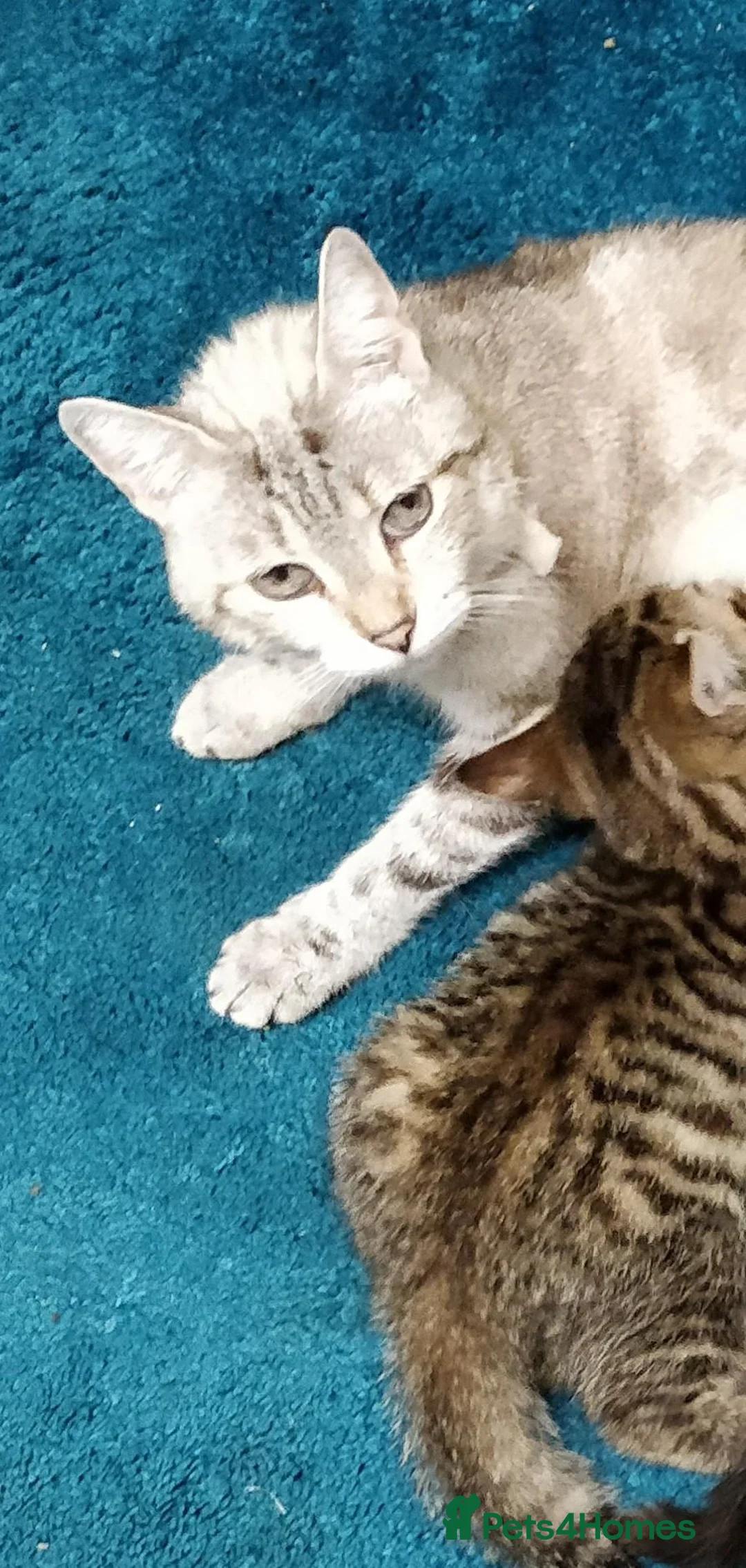 Russian Blue cats for sale: Beautiful Kitten female 8 weeks  - Advert 4
