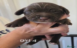 Sprocker dogs for sale: Beautiful sprocker spaniel puppies (5 left) - Image 16