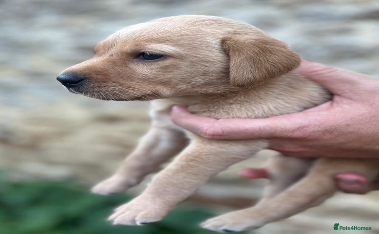 Labrador Retriever dogs - Advert 12