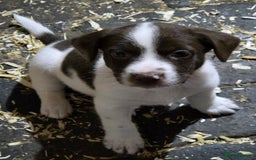 Mixed Breed dogs for sale: Kelpie cross springer spaniel  in Ashbourne - Image 12