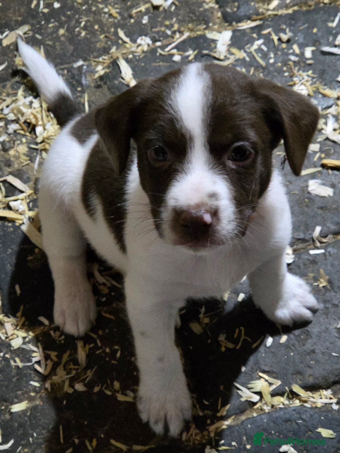 Mixed Breed dogs for sale: Kelpie cross springer spaniel  in Ashbourne - Image 12