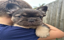 French Bulldog dogs for sale: 4 French bulldog puppies  - Image 5