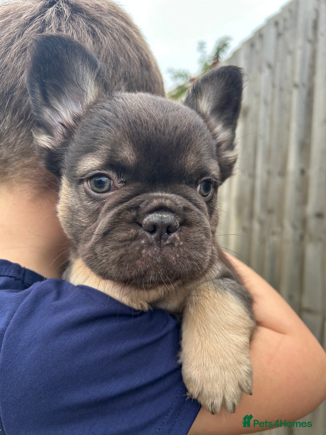 French Bulldog dogs for sale: 4 French bulldog puppies  - Image 5
