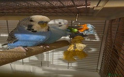 Budgerigars birds for sale: Two budgies for sale with equipment etc  - Image 5