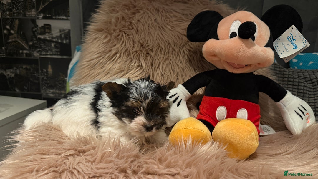 Biewer Terrier dogs for sale: Beautiful boys Biewer ready now  - Advert 4