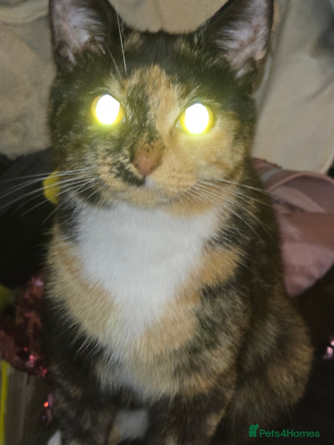 Mixed Breed cats for sale: Kittens ready now - Image 4