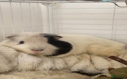 Guinea Pig rodents for sale: Brother Guinea pigs  - Image 1