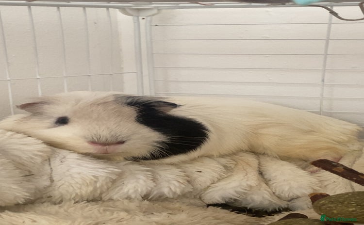 Guinea Pig rodents - Advert 11