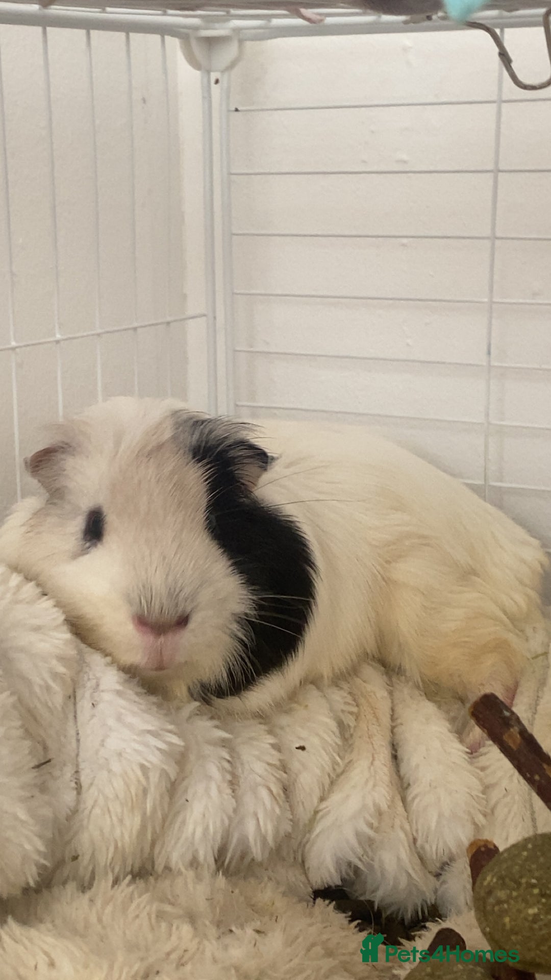 Guinea Pig rodents for sale: Brother Guinea pigs  - Image 1