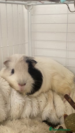 Guinea Pig rodents - Advert 11