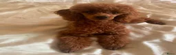 Cockapoo dogs for sale: Beautiful Cockapoo puppies, both parents DNAtested in Pontefract - Advert 2