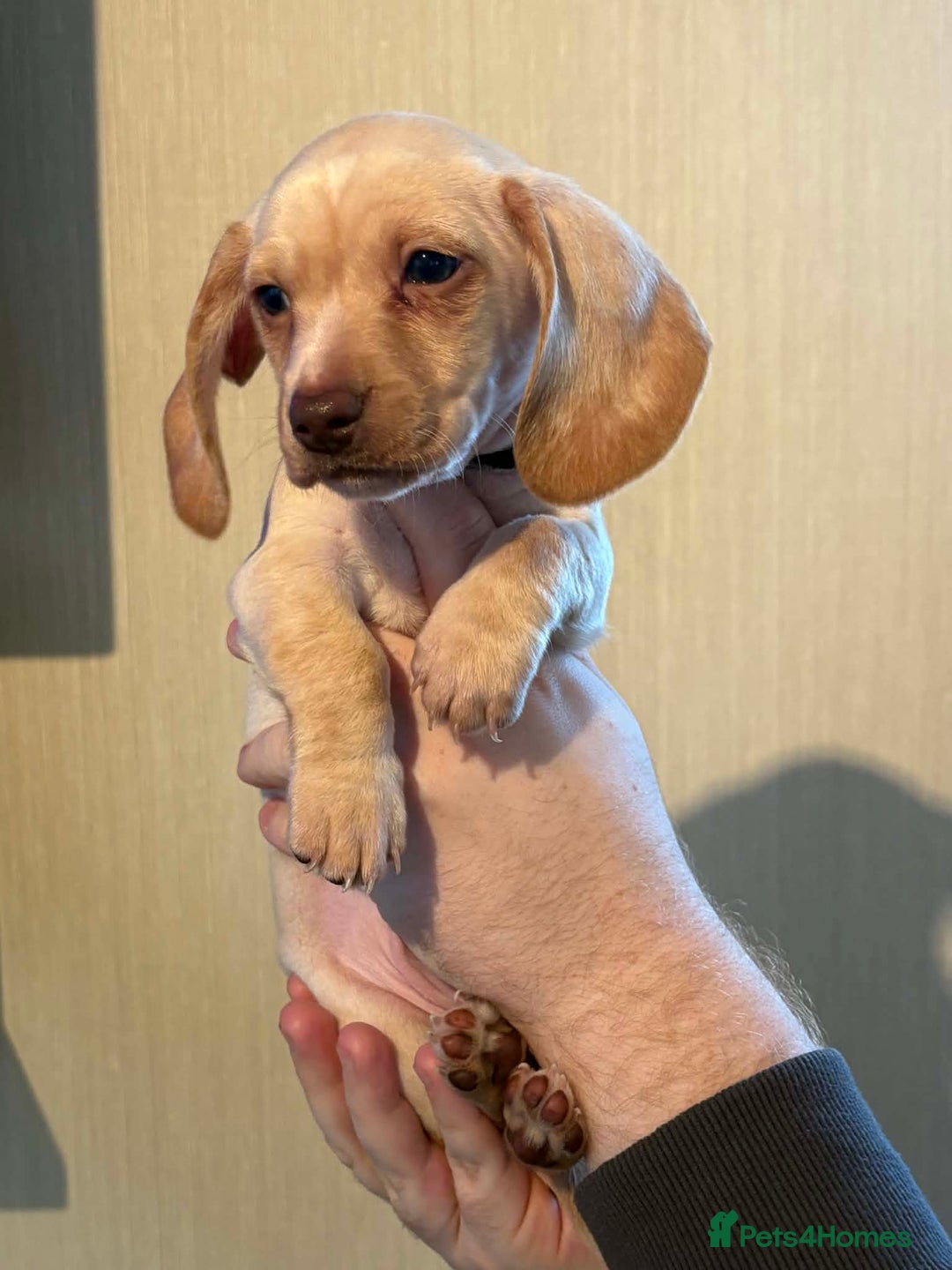 Miniature Dachshund dogs for sale: Kc registered smooth hair Miniature Dachshund’s - Advert 4