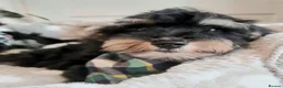 Schnoodle dogs for sale: Adorable Schnoodle puppies (ONLY TWO AVAILABLE) - Advert 3