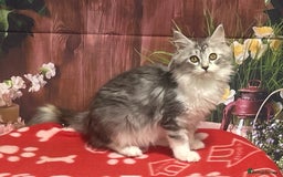 Maine Coon cats for sale: TICA Registered Maine Coon Kittens.  READY NOW  - Image 1