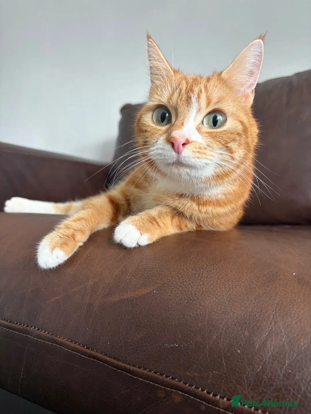 Domestic Shorthair cats for sale: 3 x beautiful kittens ready now  in Nelson - Advert 1