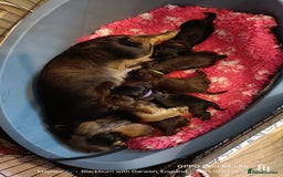 Cocker Spaniel dogs for sale: Show type Cocker spaniel puppy's KCR - Image 16