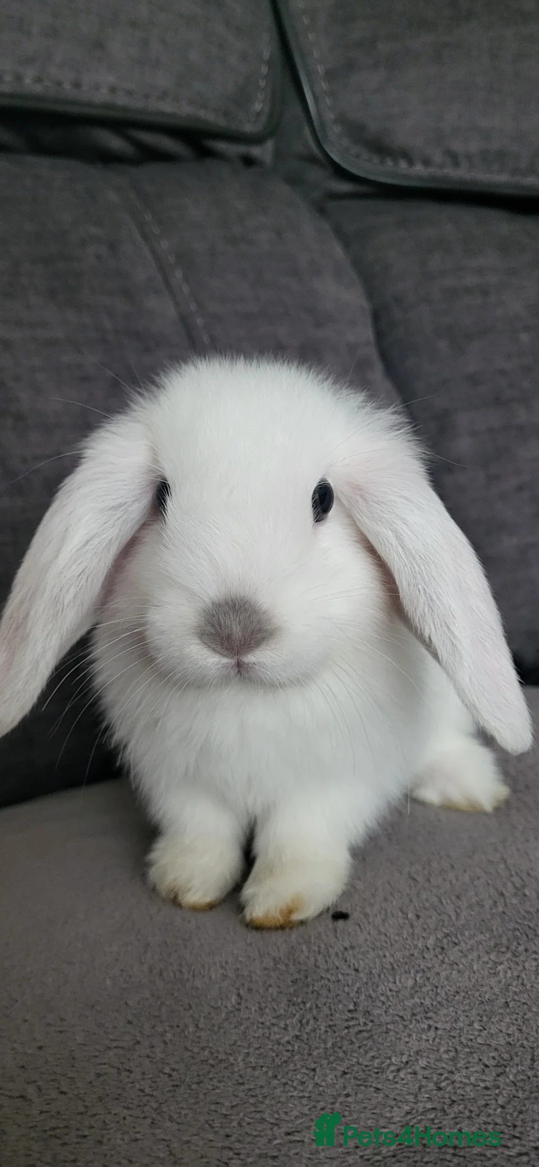 Mini Lop rabbits for sale: Beautiful Mini lop looking good a home  - Advert 9