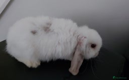 Mini Lop rabbits for sale: Mini lops rabbits - Image 4