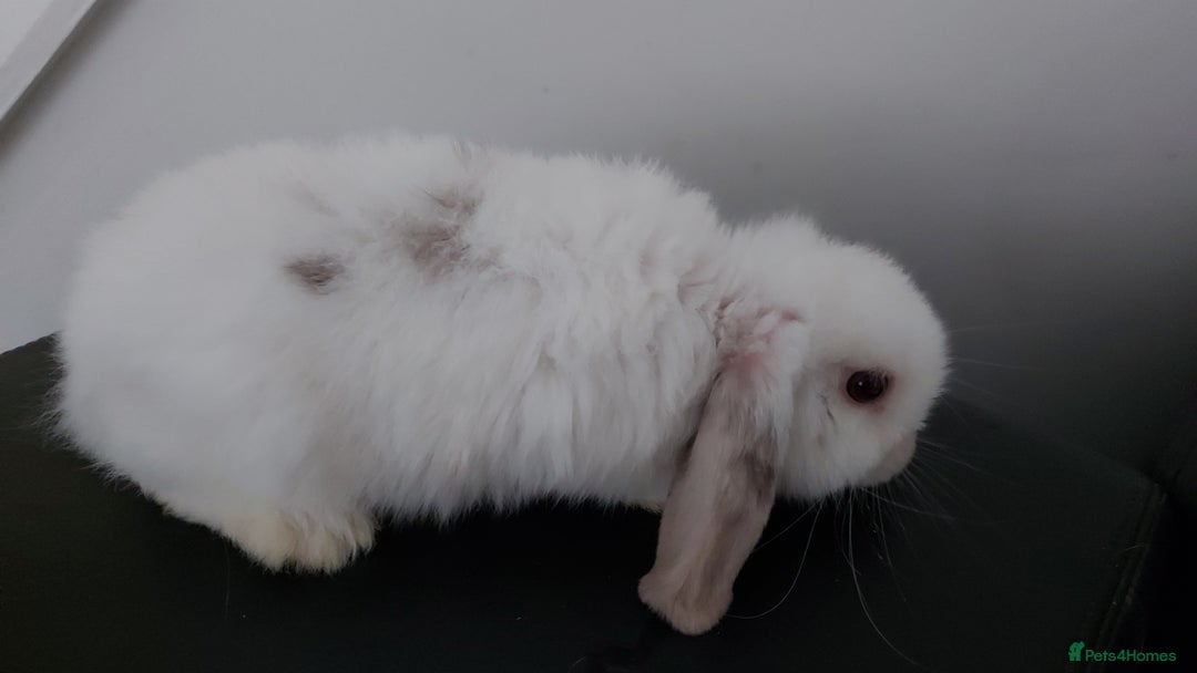 Mini Lop rabbits for sale: Mini lops rabbits - Image 4