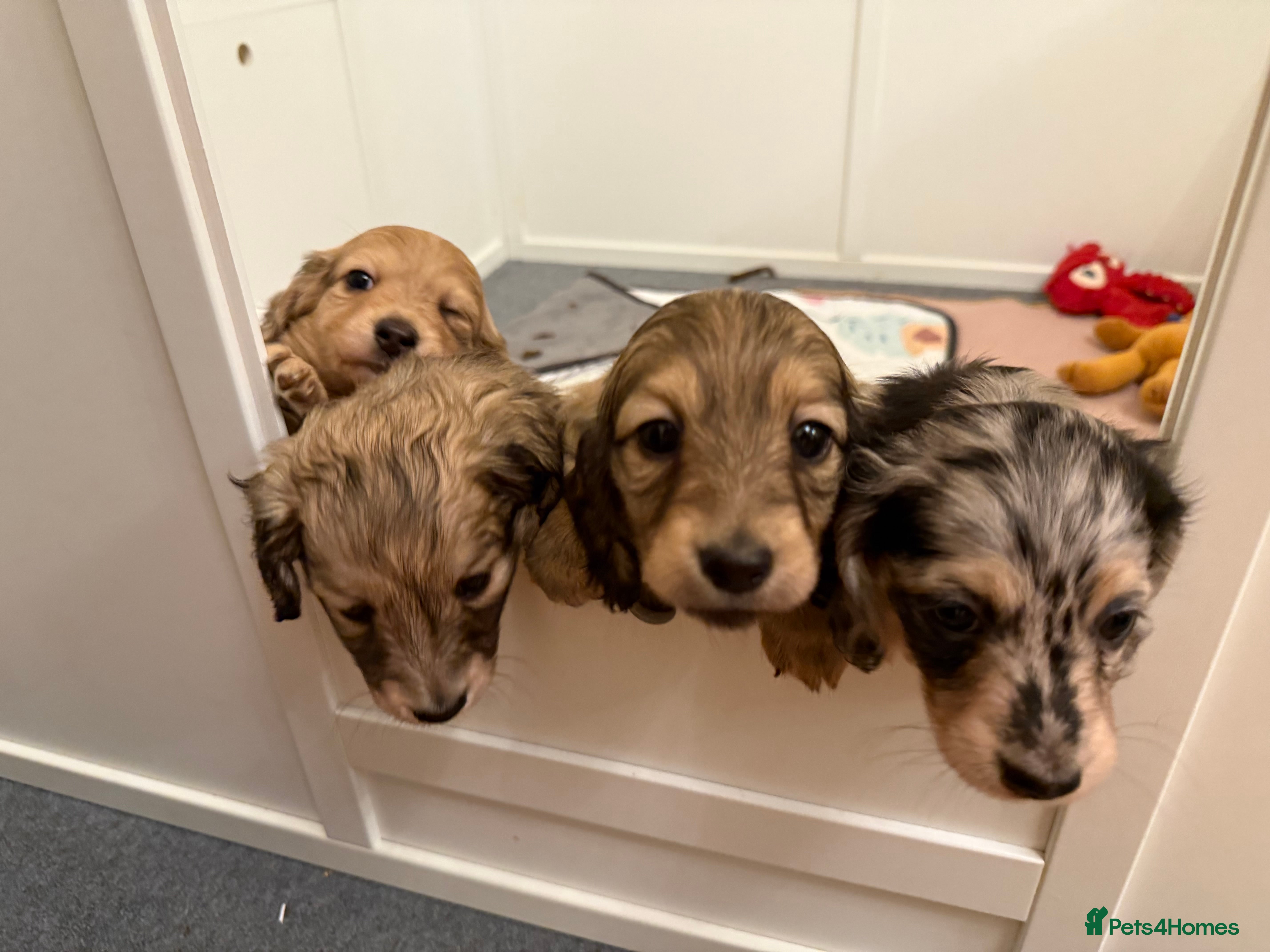 Miniature Dachshund dogs LONG HAIRED MINI DACSHUND  - Advert 9