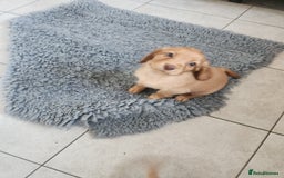 Cocker Spaniel dogs for sale: 3 kc reg working cocker spaniels avaliable  - Image 20