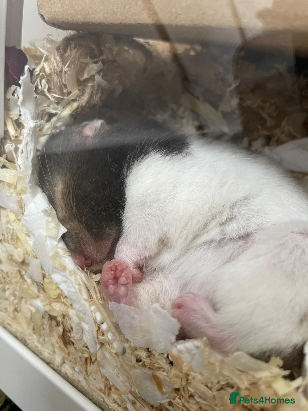 Hamster rodents for sale: Most adorable Syrian hamster Stinky  in Ilford - Advert 2