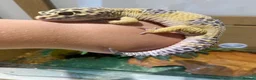 Leopard Gecko reptiles for sale: Leapord gecko (5 years old) - Advert 2