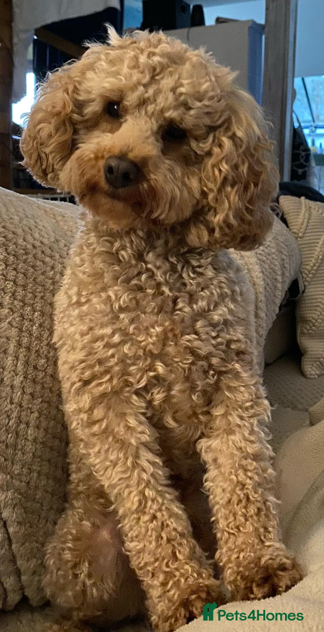 Mixed Breed dogs for sale: Miniature Double Doodles - Advert 8