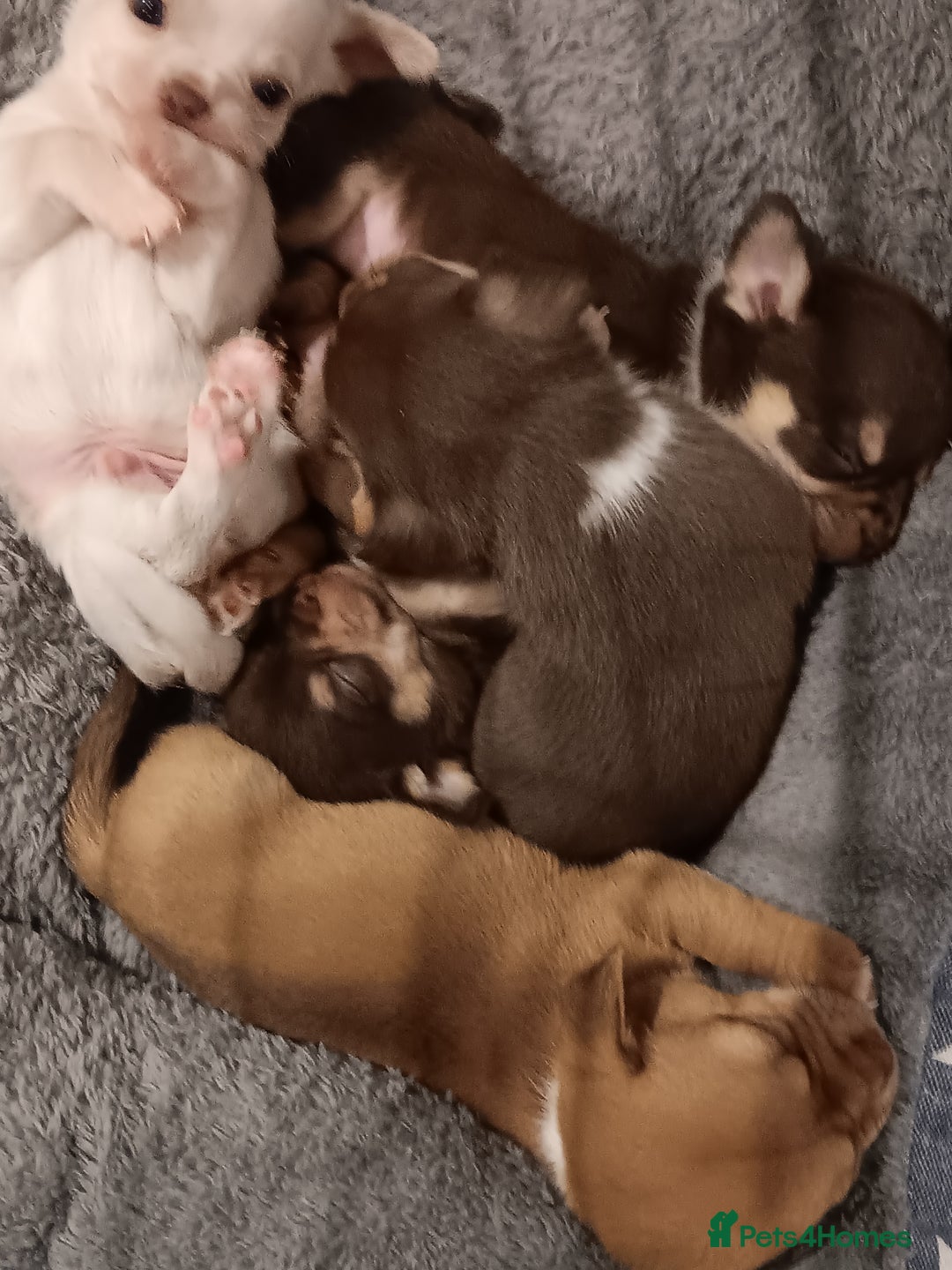 Chihuahua dogs for sale: Chihuhua pups - Image 22