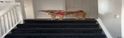 Mixed Breed dogs for sale: Bodhi -mongrel 18months old in Rugby - Advert 3