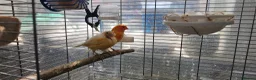 Lovebirds birds for sale: Breeding pair of canaries in Manchester - Advert 1