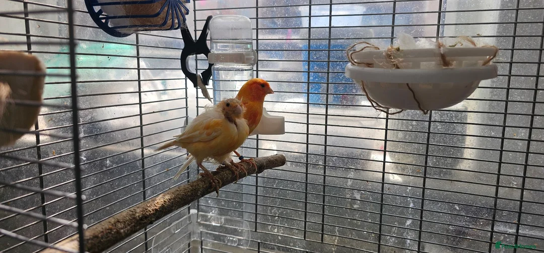 Lovebirds birds for sale: Breeding pair of canaries in Manchester - Advert 1