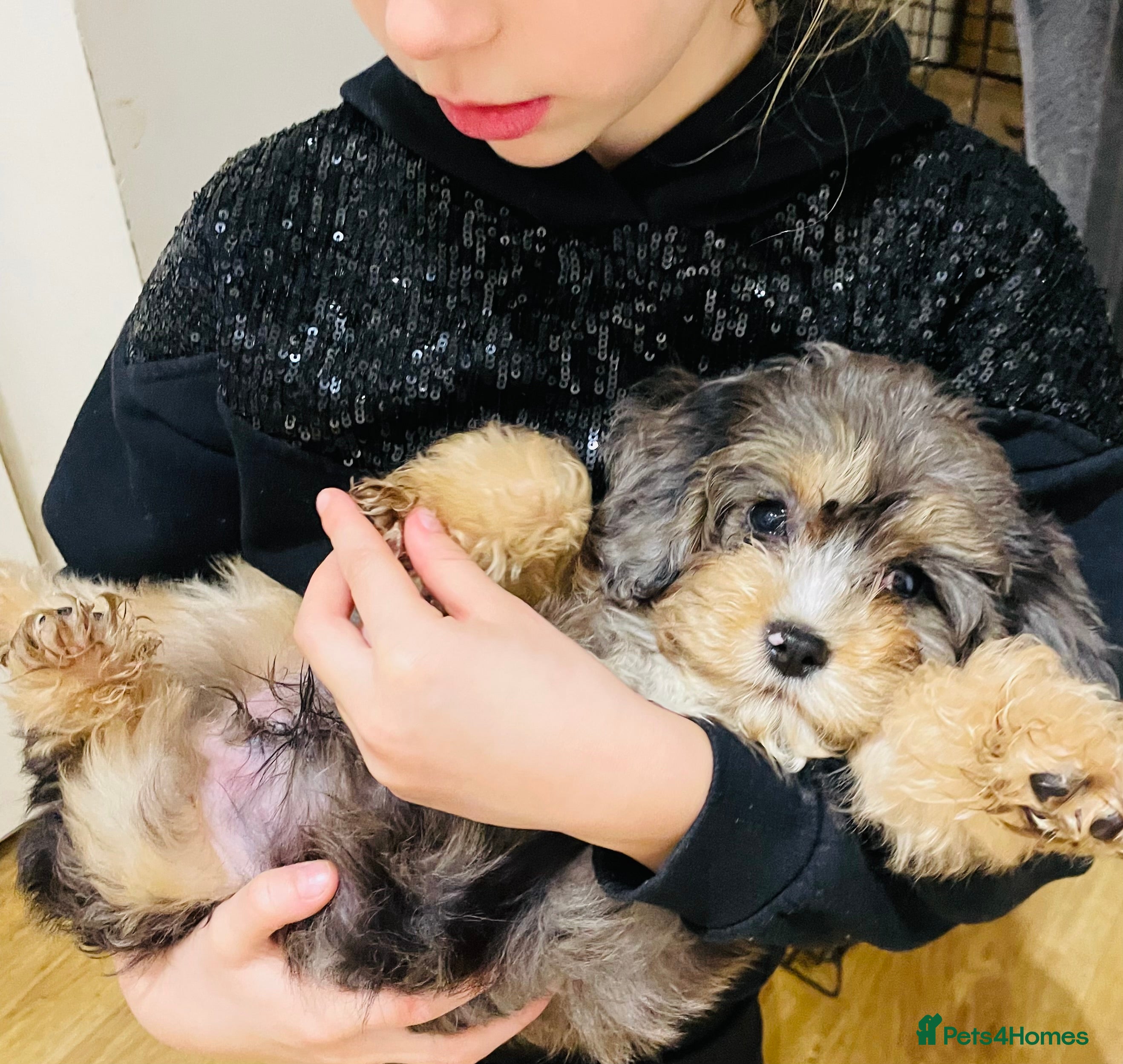 Cavapoo dogs Exceptional F1 B teddy bear cavapoo puppies  - Advert 5