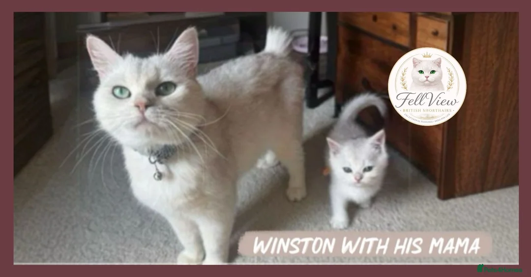 British Shorthair cats for sale: Exceptional British Shorthair Kittens  - Advert 2