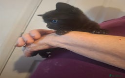 Mixed Breed cats for sale: 1 kitten left ready  2nd sept  - Image 27