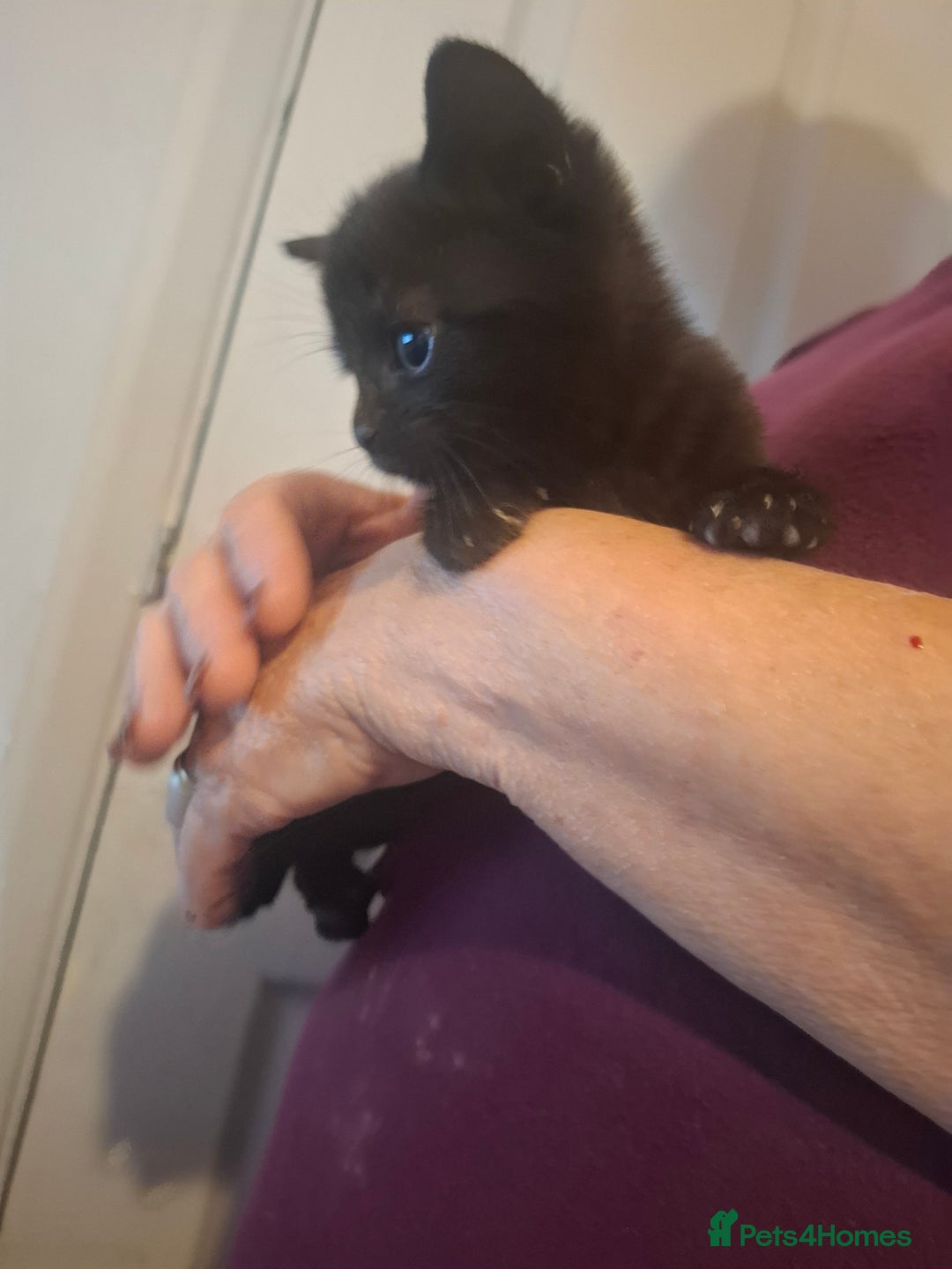 Mixed Breed cats for sale: 1 kitten left ready  2nd sept  - Image 27